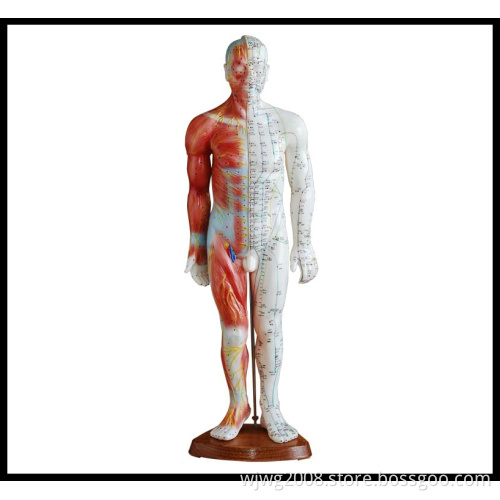 Acupuncture & Muscle Model (M-1-55)